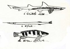 Extrait d'une des planches du cahier de bord