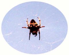 Araignée