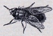 Dessin de mouche