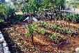 Potager grec