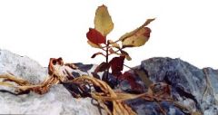 Plante sur les sols rocailleux grecs
