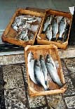 poisson.jpg