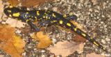 Des salamandres a foison