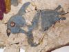 musee-Nauplie-oiseau-peinture-murale-Mycenienne.