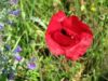 coquelicot