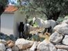 chevaux-libres.jpg
