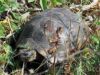 tortue.jpg
