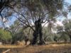 Halki-les-oliviers.jpg