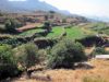 Naxos-culture-en-espaliers.jpg