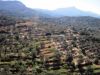 Naxos-paysages-culture-en-espaliers.jpg