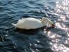 porto-rafti-cygne.jpg