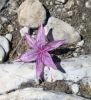 rando-fleur-7cm-colchique.jpg