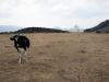 vache-a-Sangri.jpg