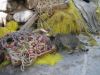 Hora-Naxou-chat-filet.jpg