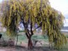 mimosa-en-fleurs.jpg