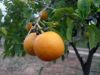 oranges.jpg