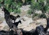 pserimos-chevres-dans-les-arbres.jpg