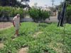 yannis-notre-tapissier-nous-offre-des-legumes.jpg
