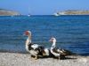 mouillage-de-Diafanos-canards.jpg