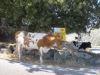 Nisyros_107-800_-_Copie.jpg