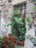 mandraki-fenetre-fleurs.jpg