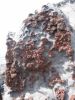 nisyris_023-800_-_Copie.jpg