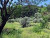 Paysage-vert.jpg