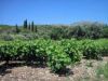 vignes-en-plaine.jpg