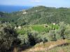 vignes-haut-perchees.jpg