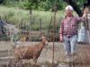 Chevrier qui cofectionne le fromage local (Tyri)
