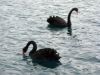 Les cygnes noirs de Porto Rafti