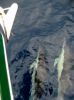 Les dauphins jouent devant l'etrave
