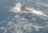 Les dauphins ont joue avec le bateau plus d'un quart d'heure