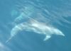 Dauphins dans le nord d'Eubee