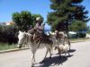 la chèvre  suit le muletier comme un petit chien