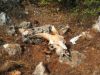 Vie et mort des chevres
