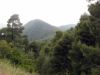 Forets de pins partout