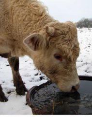 Il faut donner à boire car les tuyaux sont gelés