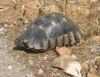 Une tortue adulte deux fois plus longue que celle de la veille