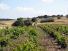 Beaucoup de vignes