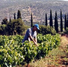 Babys dans ses vignes