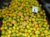 Belles oranges d'Epidaure