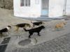 Meute de chiens en vadrouille, nous sommes bien en Grece