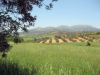 Collines verdoyantes