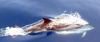 dauphin-sautan-2t.jpg