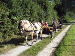 Une partie de la cavalerie