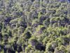 Foret de pins au dessus de Perochora