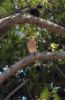 geai adans les forets de pins
