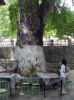 Place aux platanes à Lafkos