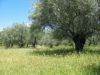 beaucoup d'oliveraies plus ou moins bien entretenues